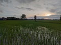 The vast ricefield. Filled with growing rice. Blue sky. Sunset. In the countryside of Indonesia