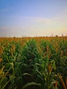Vast row planting of corn field scenery with ripe tassel and pollen. Royalty Free Stock Photo