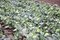 Vast rows of cabbage stretch across a cultivated field under a cloudy sky. Royalty Free Stock Photo