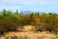 Central Sonora Desert Arizona