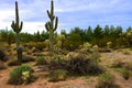 Central Sonora Desert Arizona