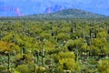 Central Sonora Desert Arizona