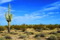 Central Sonora Desert Arizona