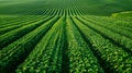 In a vast sprawling field of vibrant green crops rows upon rows of genetically modified plants stand tall ready to be