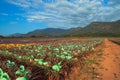 Vast, sun-hatted pineapple fields, pastoral blue sky scenery, mountains and cloudscape Royalty Free Stock Photo