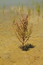 Saline marsh soil with halophytes. Royalty Free Stock Photo