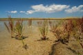 Saline marsh soil with halophytes. Royalty Free Stock Photo