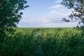 vast tidal marsh on baltic sea coast with reed beds in the foreground Royalty Free Stock Photo