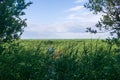 vast tidal marsh on baltic sea coast with reed beds in the foreground Royalty Free Stock Photo