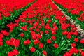 Scenic Red Tulip Fields in the Netherlands, a Captivating Display of Nature's Beauty Royalty Free Stock Photo