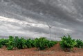Vast vineyard and modern windmills under gray sky