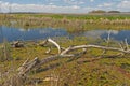 Vast Wetland Marsh on a Sunny Day Royalty Free Stock Photo