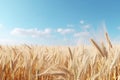 Vast Wheat Field Abounds With Growth