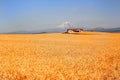 Vast Wheat Field Royalty Free Stock Photo