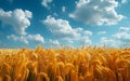 Vast wheat field under blue sky with fluffy clouds Royalty Free Stock Photo