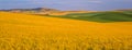 Vast Wheat Fields Royalty Free Stock Photo