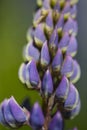 Vaste lupine, Garden Lupin, Lupinus polyphyllus Royalty Free Stock Photo