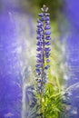 Vaste lupine, Garden Lupin, Lupinus polyphyllus Royalty Free Stock Photo