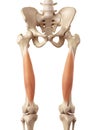 The vastus intermedius Royalty Free Stock Photo