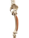 The vastus intermedius Royalty Free Stock Photo