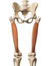 The vastus intermedius Royalty Free Stock Photo