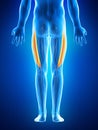 The vastus lateralis Royalty Free Stock Photo