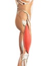 The vastus lateralis