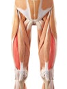 The vastus lateralis Royalty Free Stock Photo