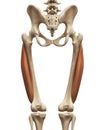 The vastus lateralis Royalty Free Stock Photo