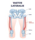 Vastus lateralis muscle location and hip or leg skeletal bone outline diagram