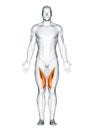 The vastus medialis