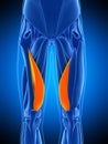 The vastus medialis Royalty Free Stock Photo