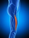 The vastus medialis Royalty Free Stock Photo