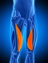 The vastus medialis Royalty Free Stock Photo