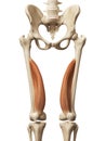 The vastus medialis Royalty Free Stock Photo