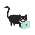 Cute black cat is typing on the mackBook