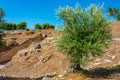 Vaulted Tomb of Clytemnestra at Archaeological site of Mycenae i Royalty Free Stock Photo