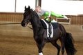 Vaulting on a black horse Royalty Free Stock Photo