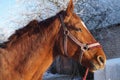 Horse Royalty Free Stock Photo