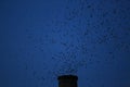 Vaux's Swifts