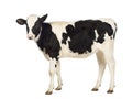 Calf, 8 months old Royalty Free Stock Photo
