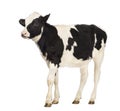 Calf, 8 months old Royalty Free Stock Photo