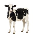 Calf, 8 months old, looking at the camera Royalty Free Stock Photo