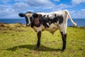 Veal on easter island cliffs Royalty Free Stock Photo