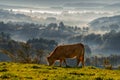 Veal rubia galega grazing Royalty Free Stock Photo