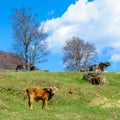 Veals and cows eating first spring grass on Romanian hills Royalty Free Stock Photo