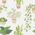 Veclor seamless pattern with house indoor plants on white background