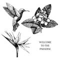 Vecotr hand drawn tropical plant icons. Exotic engraved leaves and flowers. Isoalated on white. bird of paradise Royalty Free Stock Photo