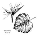 Vecotr hand drawn tropical plant icons. Exotic engraved leaves and flowers. Isoalated on white. Monstera leaf, bird of Royalty Free Stock Photo