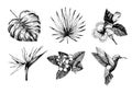 Vecotr hand drawn tropical plant icons. Exotic engraved leaves and flowers. Monstera, livistona palm leaves, bird of Royalty Free Stock Photo